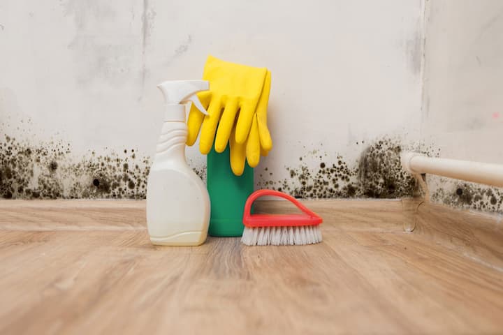 professional mold removal Saint Paul, Minnesota