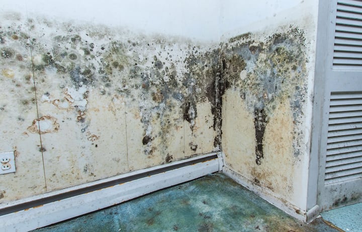 residential mold removal Saint Paul, Minnesota